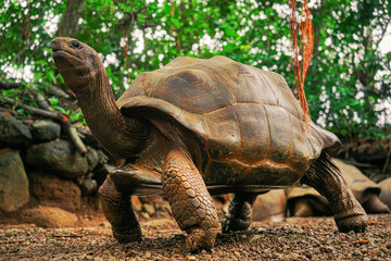Fototapeta premium Beautiful turtle in wild animal reservation 