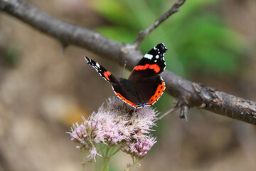 The red admiral (Vanessa Atalanta) or the red admiral or the number butterfly is one of the most common butterflies.