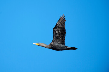 Double-crested cormorant (phalacrocorax auritus) in flight Frank Lake, Alberta, Canada,