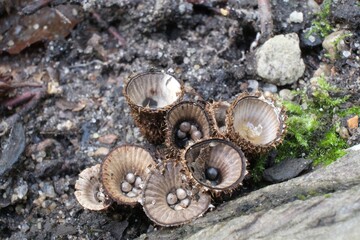 Amazing little mushroom looks like cup with pebbles - Cyathus striatus, bird's nest fungi