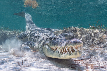 American Crocodile under Water, Mexico