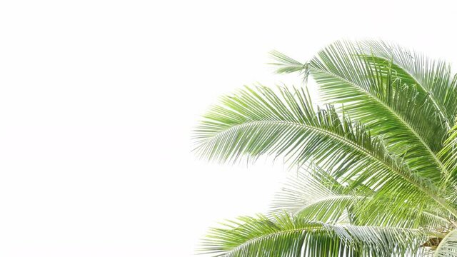 Tropical beach palm leaves coconut tree  on white background,  palm fronds swaying in wind.