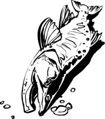 large Pacific salmon carcass, trophy