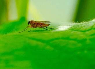 Red fly on a green leaf close up selective focus