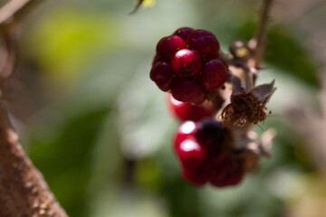 
Macro of wild rasberries in the forest
