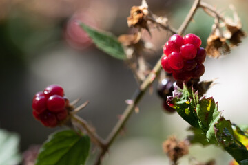
Macro of wild rasberries in the forest