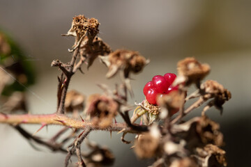 
Macro of wild rasberries in the forest