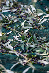 rete e olive