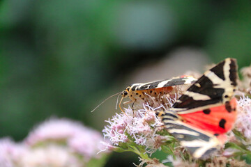Obraz premium Euplagia quadripunctaria, the Jersey tiger, is a day-flying moth of the family Erebidae.
