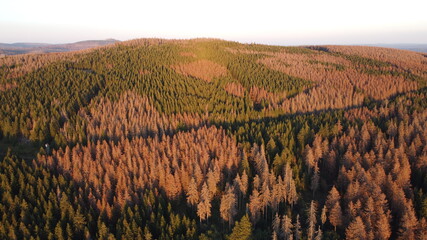 Waldsterben im Harz