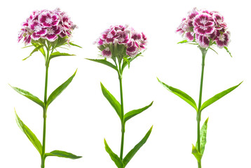 Fototapeta premium Three inflorescences of turkish carnation isolated on white. Beautiful spring summer white-purple flowers
