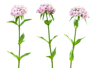Three inflorescences of turkish carnation isolated on white. Beautiful spring summer white-pink flowers