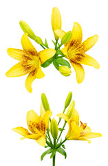 Two branches of yellow lilies with flower buds isolated on white.
