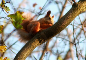 squirrel on a tree
