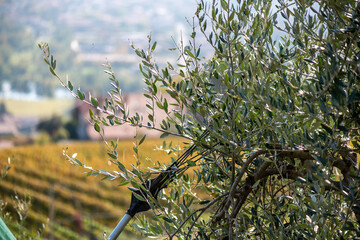 pianta d'ulivo