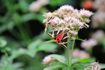 Euplagia quadripunctaria, the Jersey tiger, is a day-flying moth of the family Erebidae. Resting on vegetation and wildflowers.