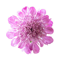 Purple scabiosa flower isolated on white. Blooming autumn plants