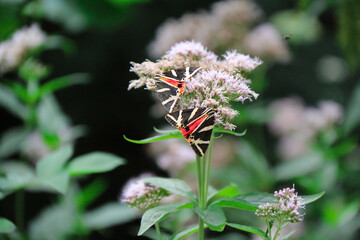 Euplagia quadripunctaria, the Jersey tiger, is a day-flying moth of the family Erebidae. Resting on vegetation and wildflowers.