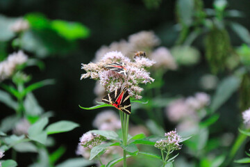 Euplagia quadripunctaria, the Jersey tiger, is a day-flying moth of the family Erebidae. Resting on vegetation and wildflowers.