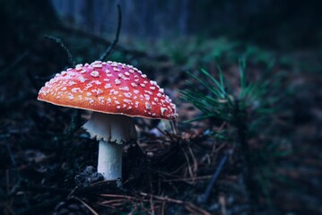 Muchomor na Roztoczu © Jacek