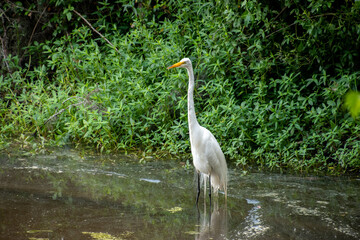 A single white great egret standing in shallow water