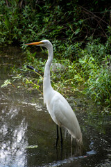 A single white great egret standing in shallow water