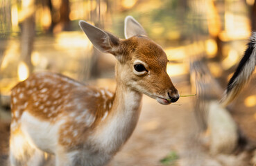 Small fallow deer at woodland  during sunset