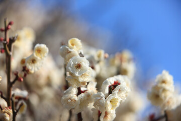 白梅と青空