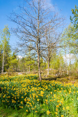 View of Flower Valley (Blomdalen Kukkalaakso) in spring, Gullo, Raseborg, Finland
