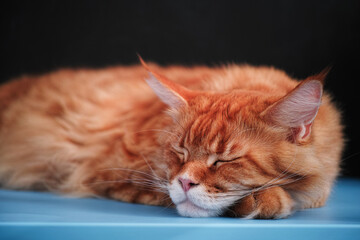 Red maine coon cat sleeping on a table