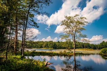 Obraz premium Swamp Marsh Summer