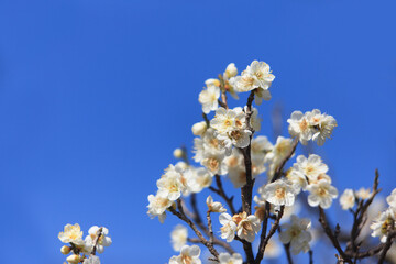 白梅と青空