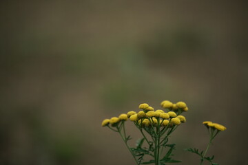 Florale Textur als Hintergrund mit unterschiedlichen Farben und Formen einer Pflanzlichen Gestalt...
