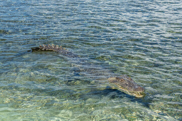 American Crocodile under Water, Mexico