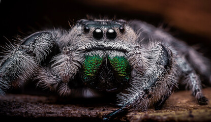 Jumping spider macro