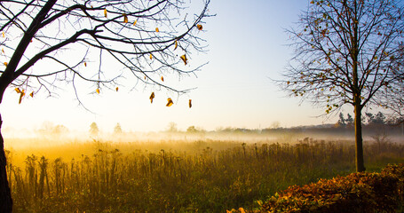 Meadow in the light of the autumn sun on a foggy morning.