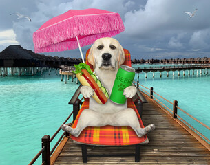 A dog is sitting on a beach chair and drinking beer with a hot dog under an umbrella on the wooden...