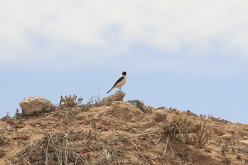 traquet du désert au Maroc