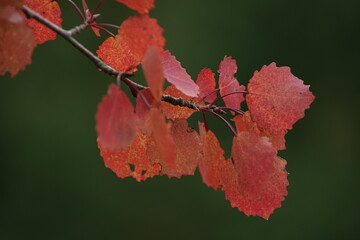 Birken Blätter in herbstlicher Färbung