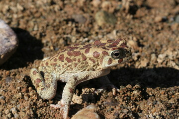 crapaud de mauretanie  bufo mauritanicus au maroc