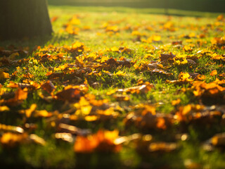 Maple autumn leaves in the Park on the grass