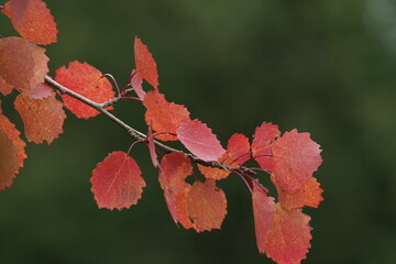 Birken Blätter in herbstlicher Färbung