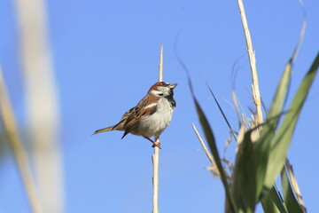 moineau domestique maroc