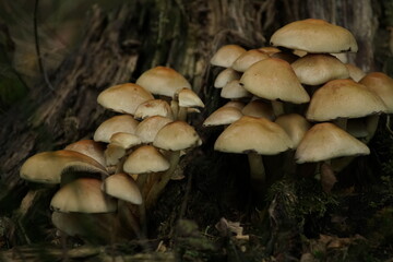 Wald Szene mit wild wachsenden Pilzen im Herbst