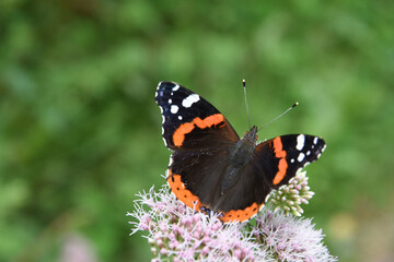 atalanta butterfly in nature area De Groote Peel