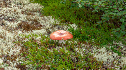 Mushroom in yagel in the tundra on the Kola Peninsula, Russia, August 2020