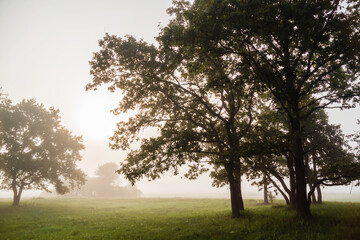 Jesienny krajobraz Doliny Narwi spowity mgłą, Podlasie, Polska © podlaski49
