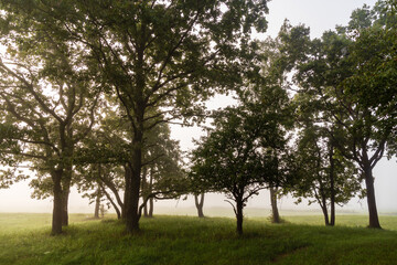 Jesienny krajobraz Doliny Narwi spowity mgłą, Podlasie, Polska © podlaski49