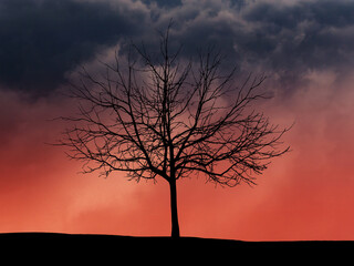 Fototapeta na wymiar Dramatic cloudy sky and tree silhouette halloween background