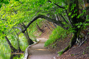 Summer landscape in Plitvice National Park, Croatia, Europe